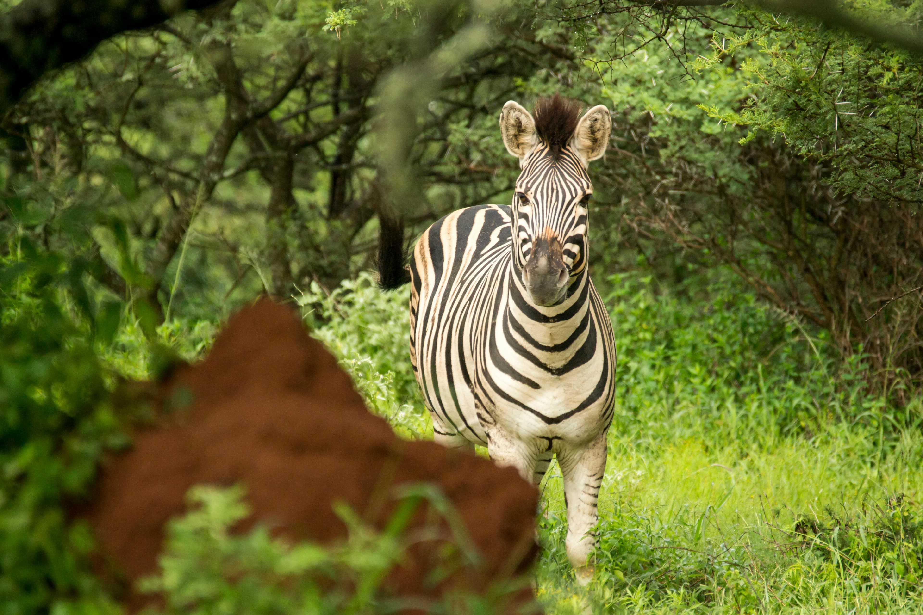 Safaris photo 14