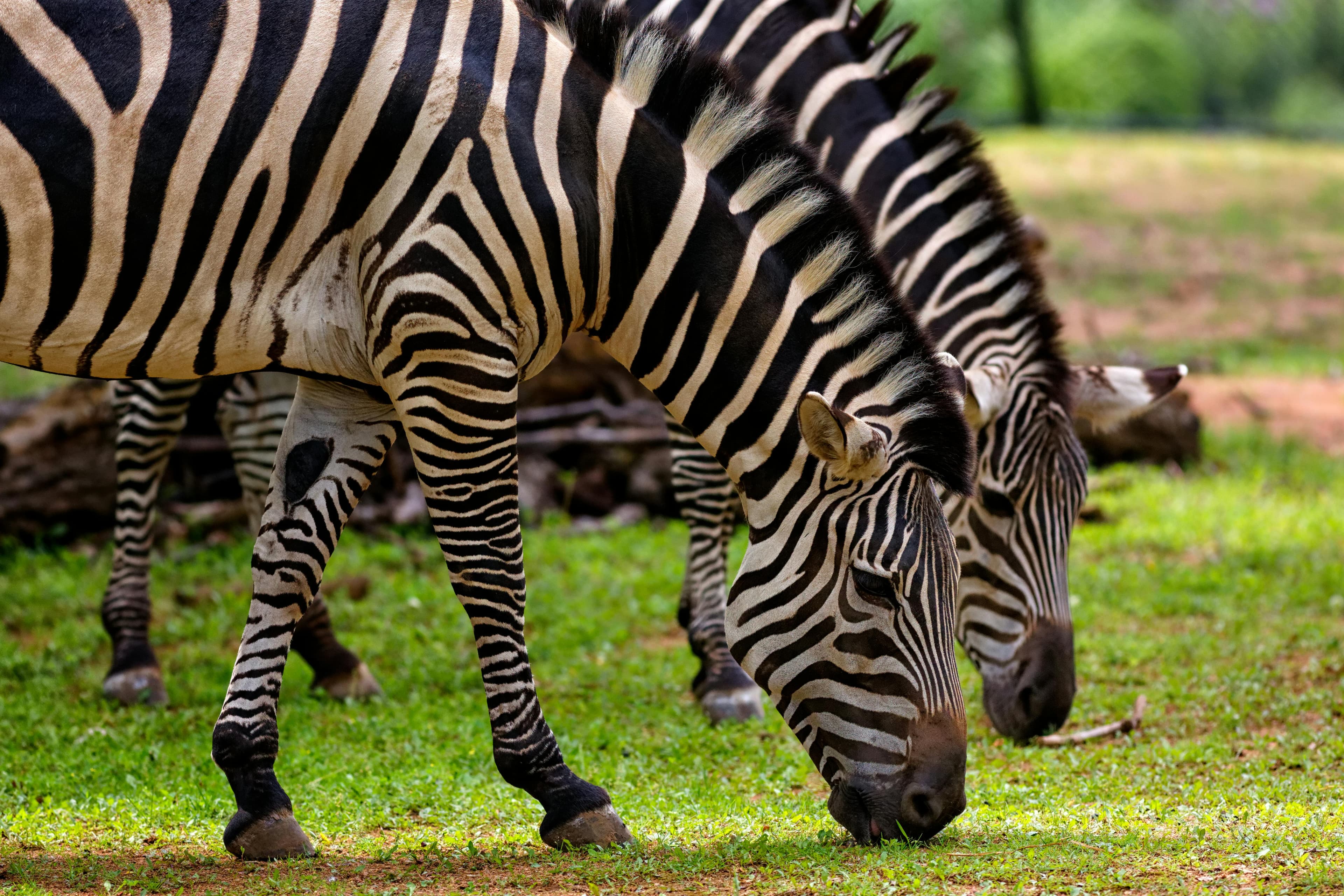 Safaris photo 5
