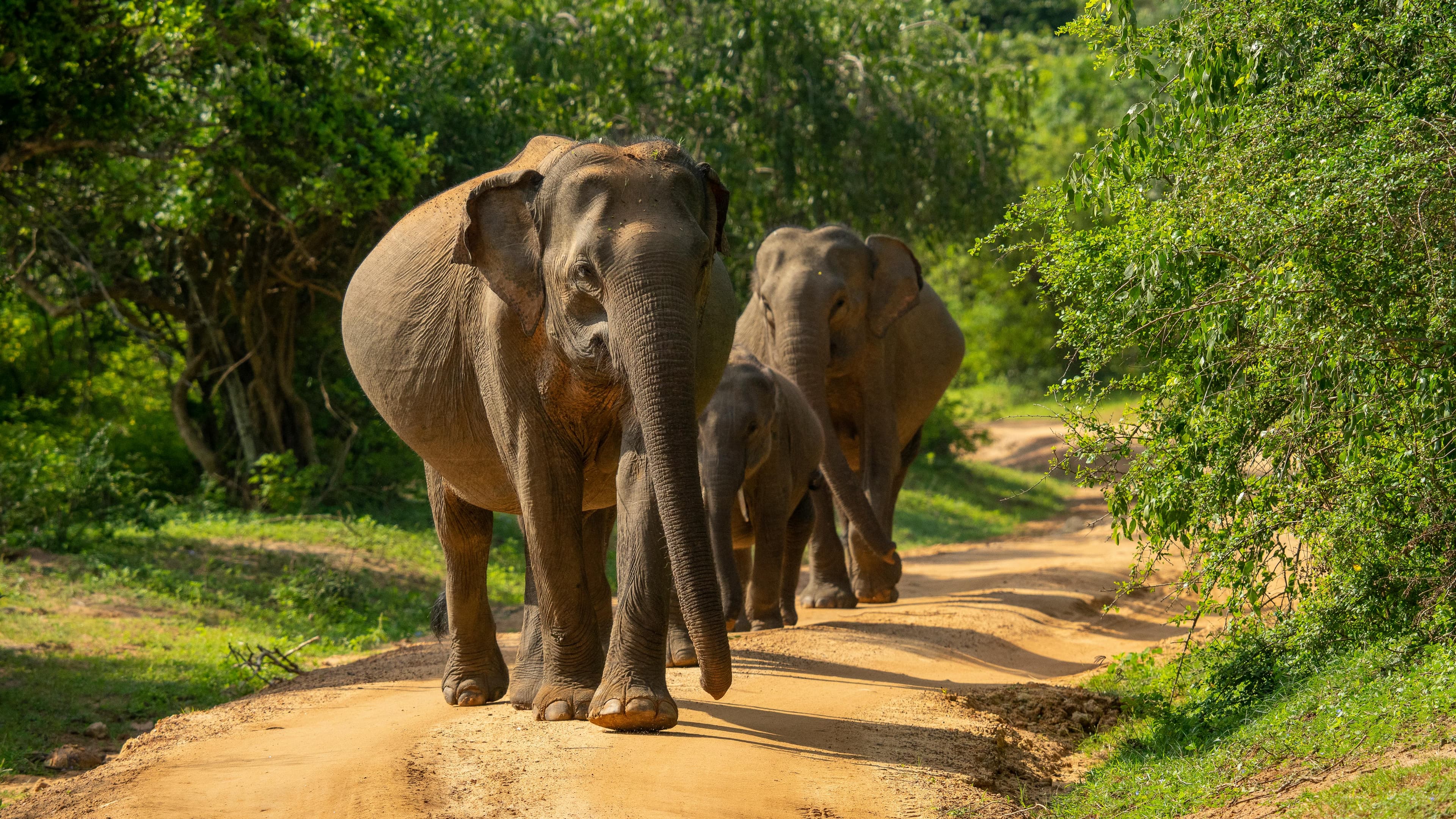 Safaris photo 12
