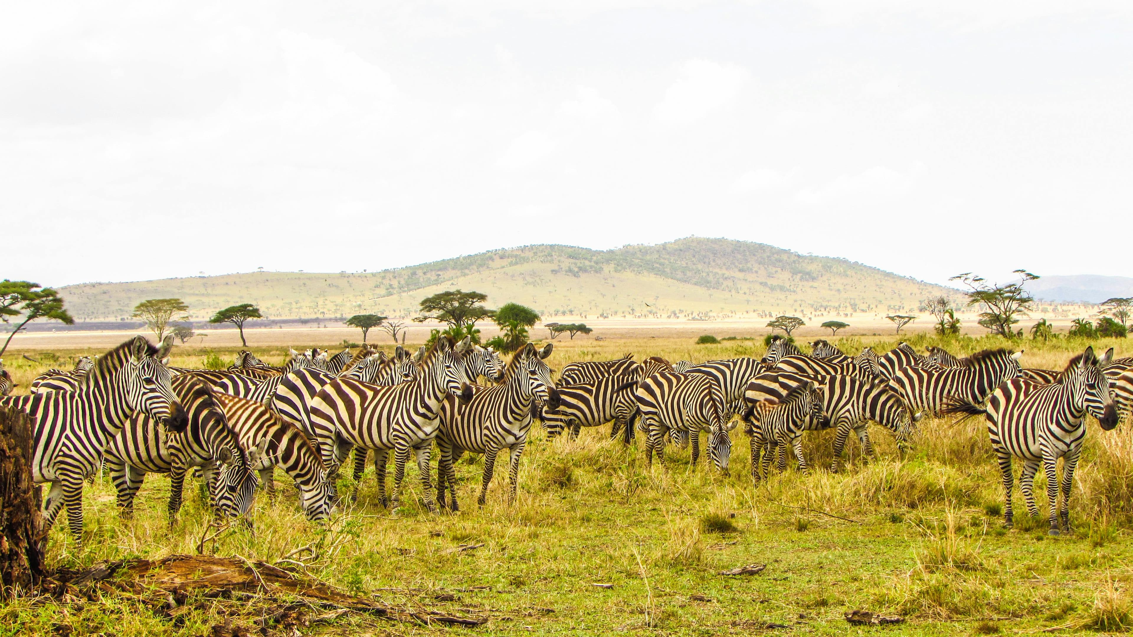 Safaris photo 13