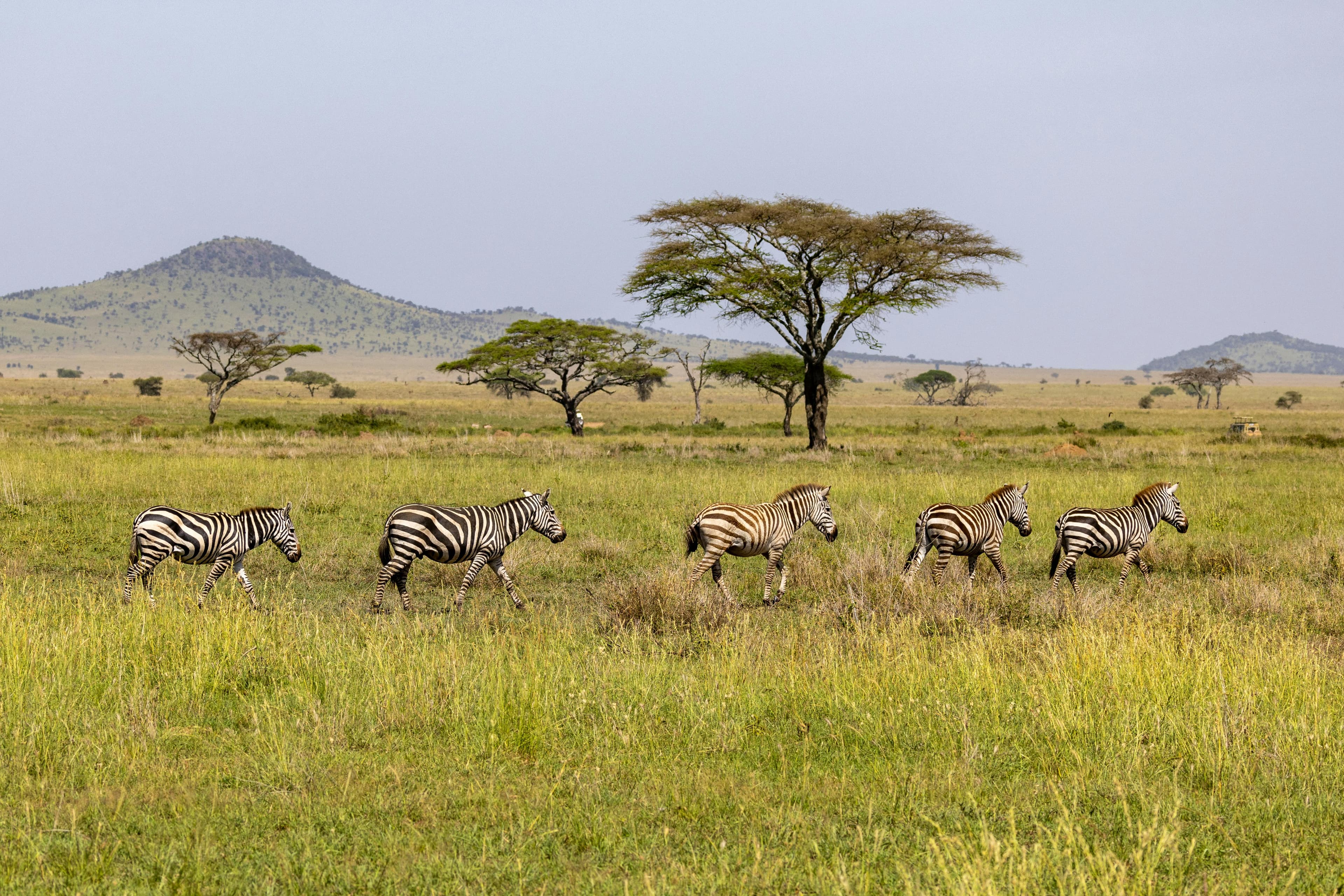 Safaris photo 9