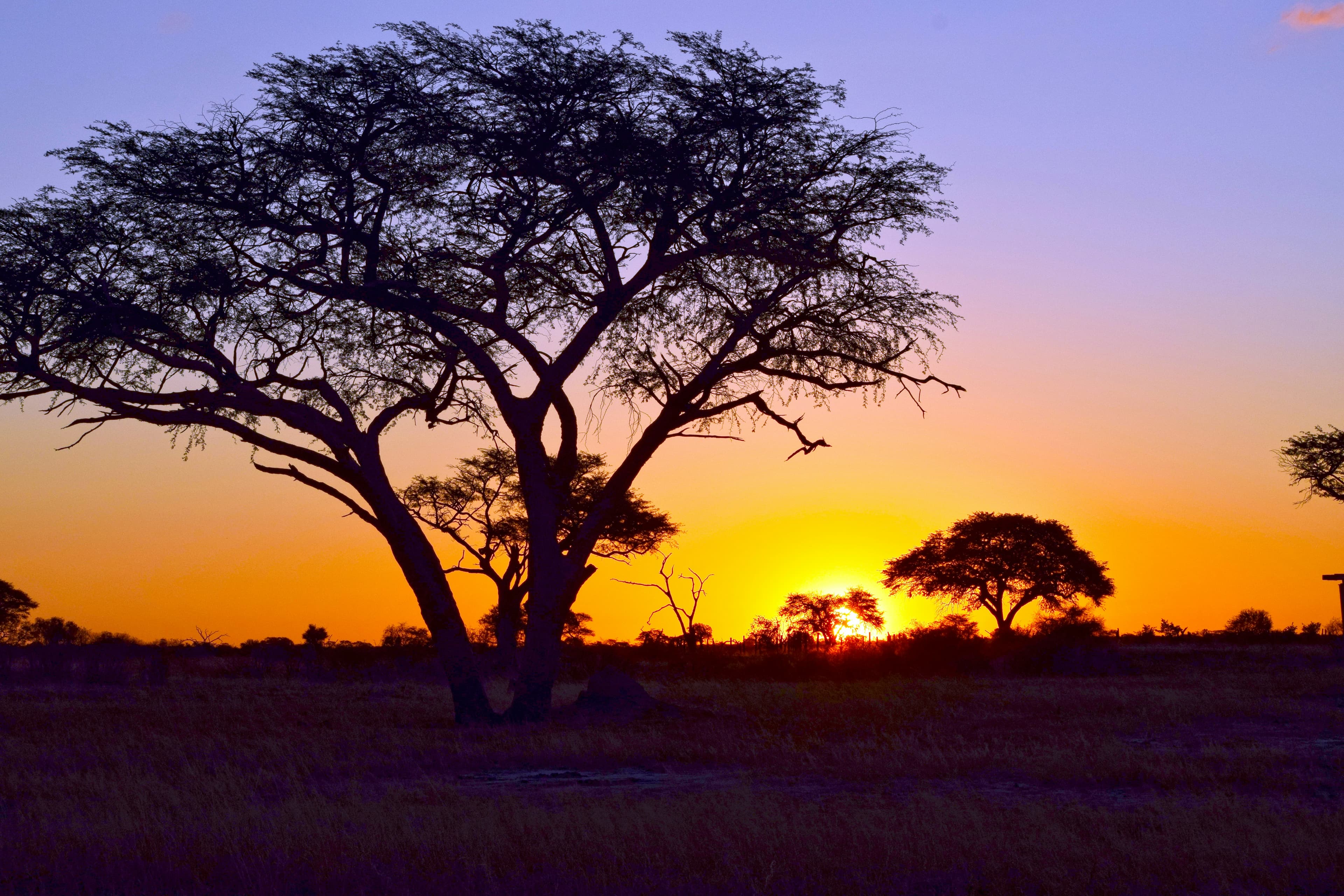 Safaris photo 11