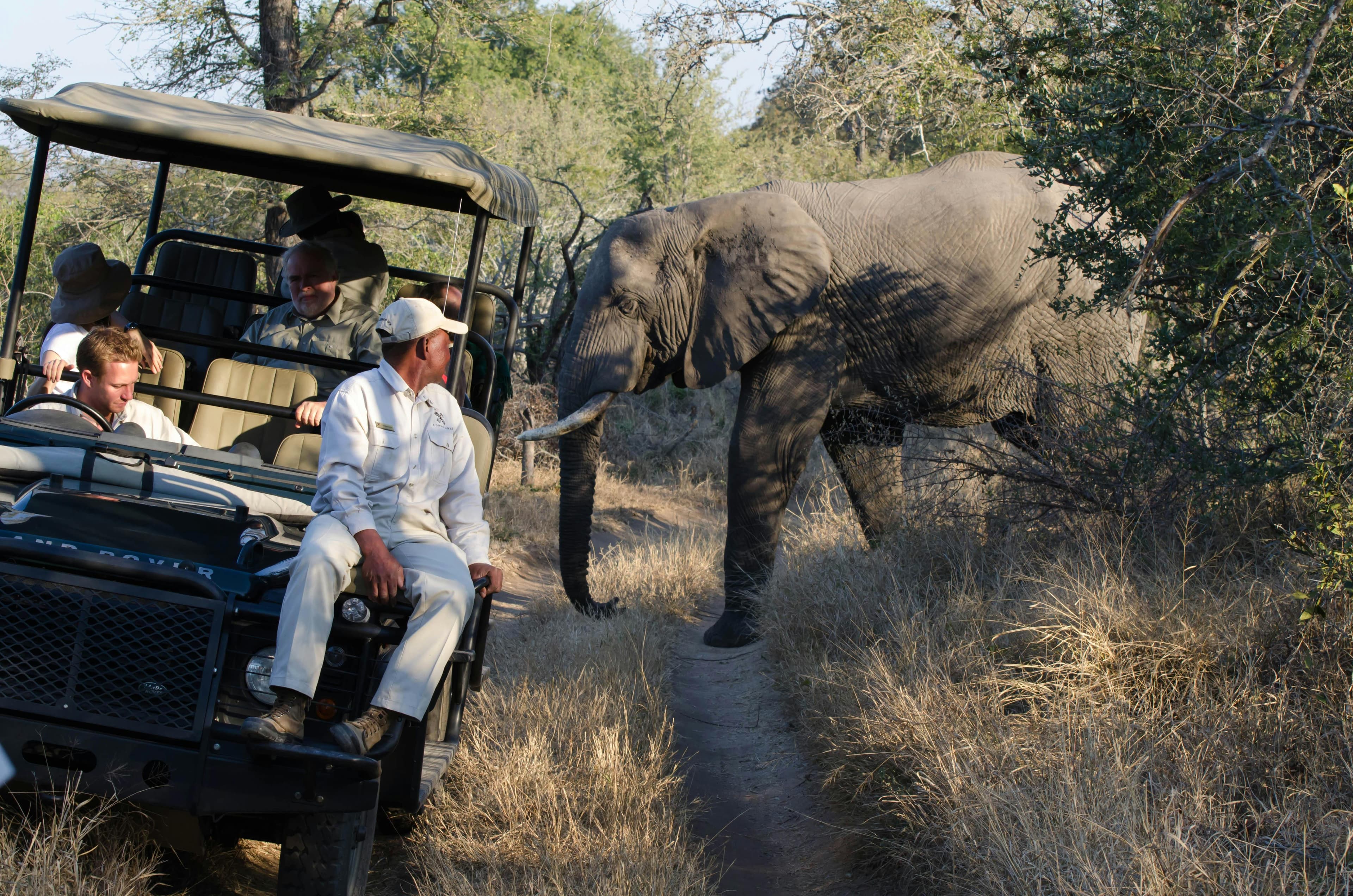 Safaris photo 10