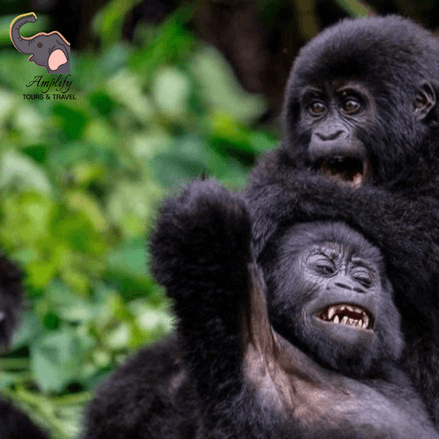Gorilla photo 6