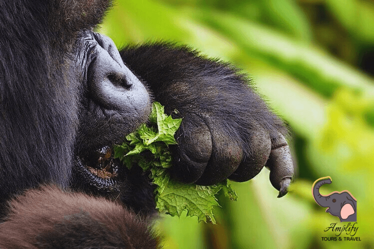 Gorilla photo 7