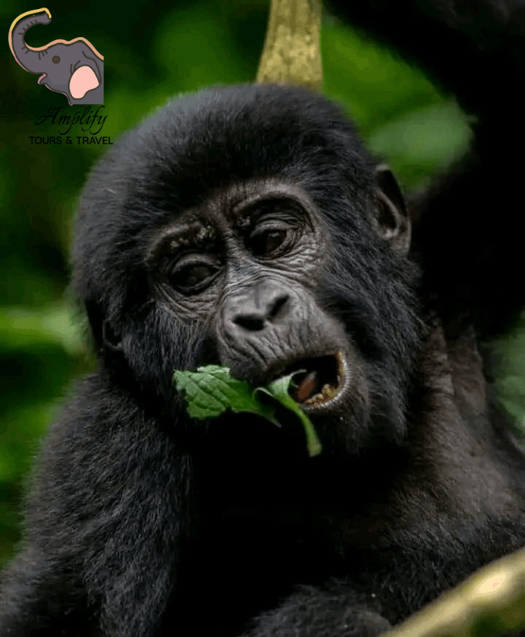 Gorilla photo 4