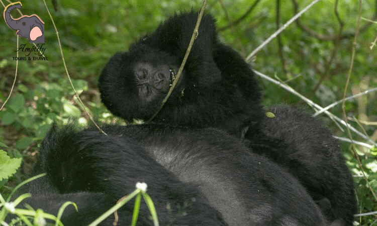 Gorilla photo 2
