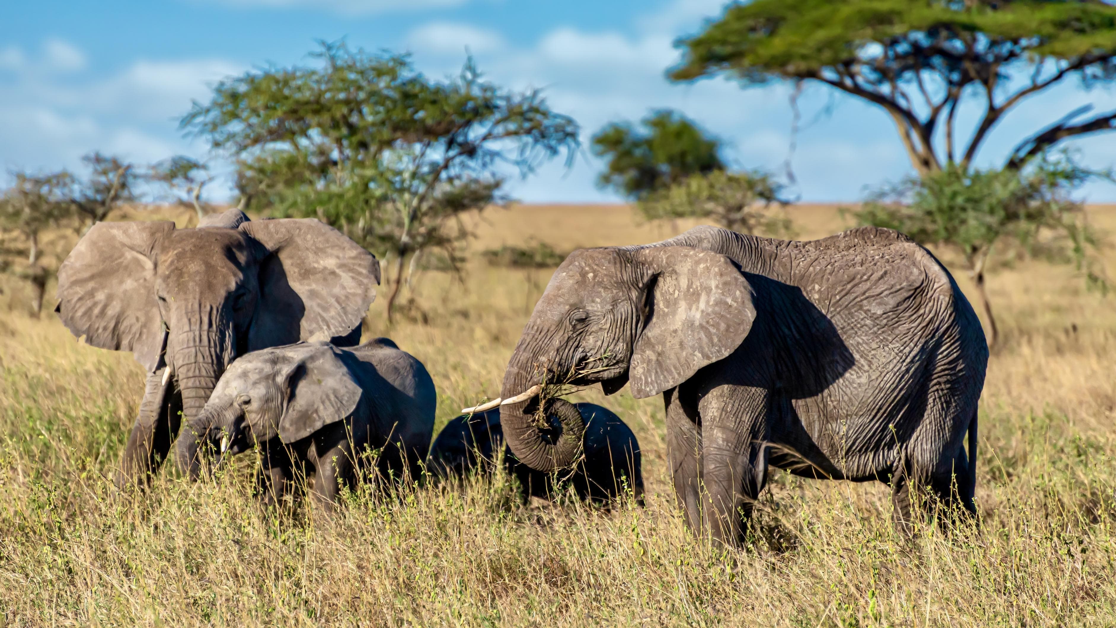 Safaris photo 3