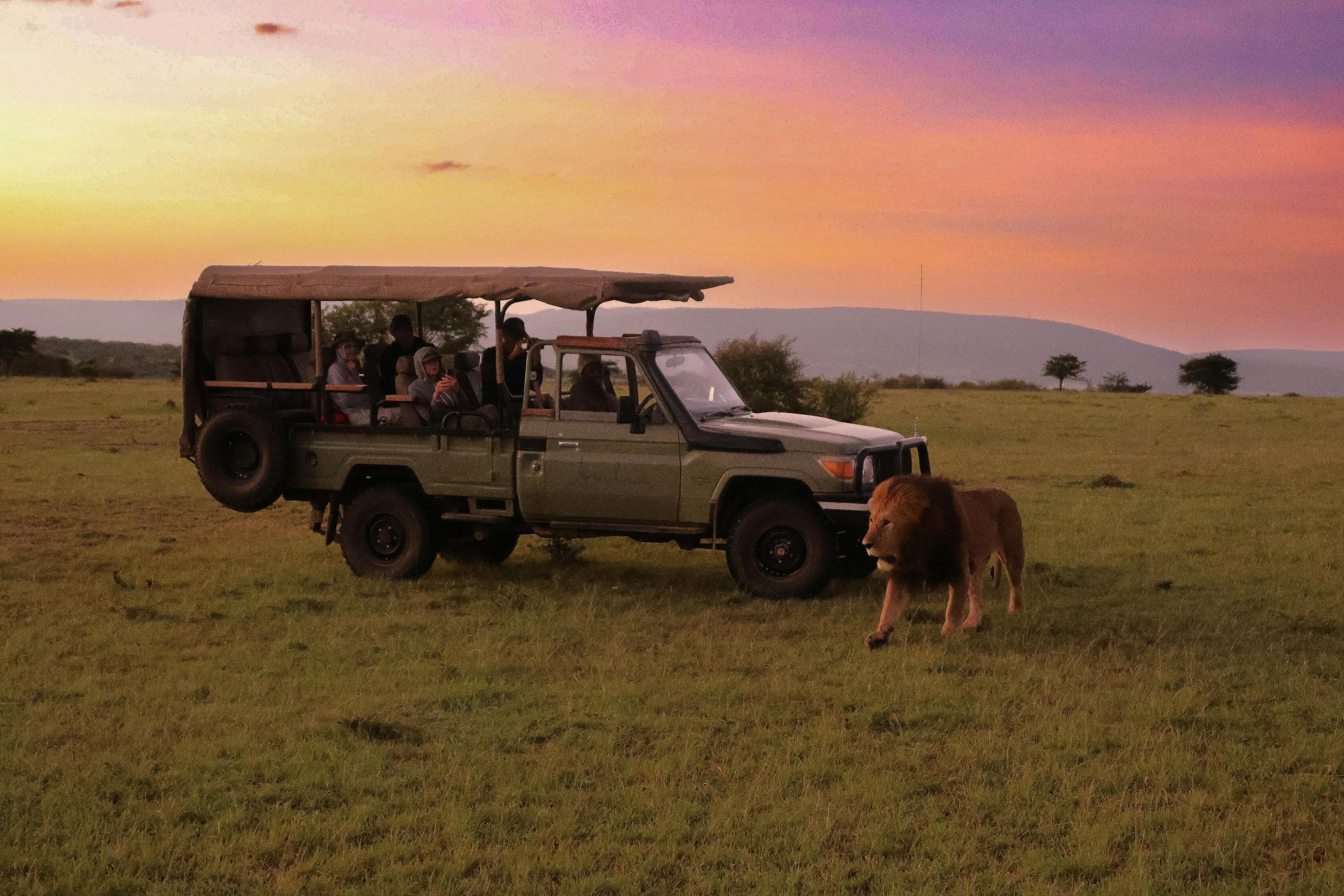 Safaris photo 1