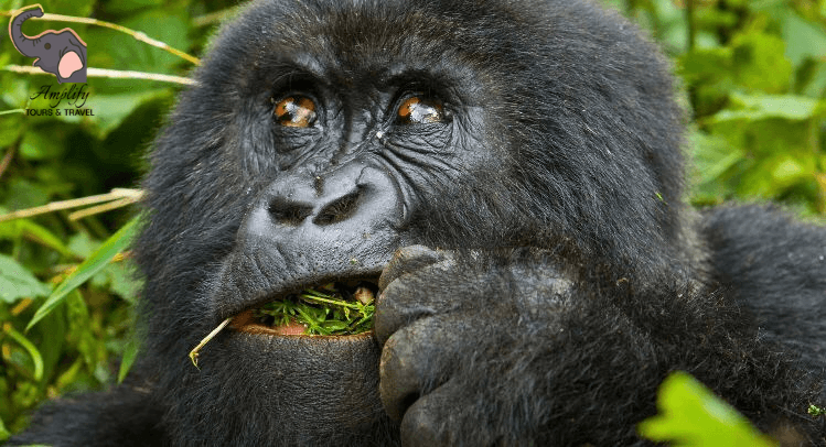 Gorilla photo 5