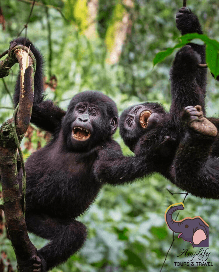 Gorilla photo 10