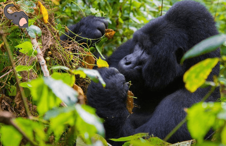 Gorilla photo 1