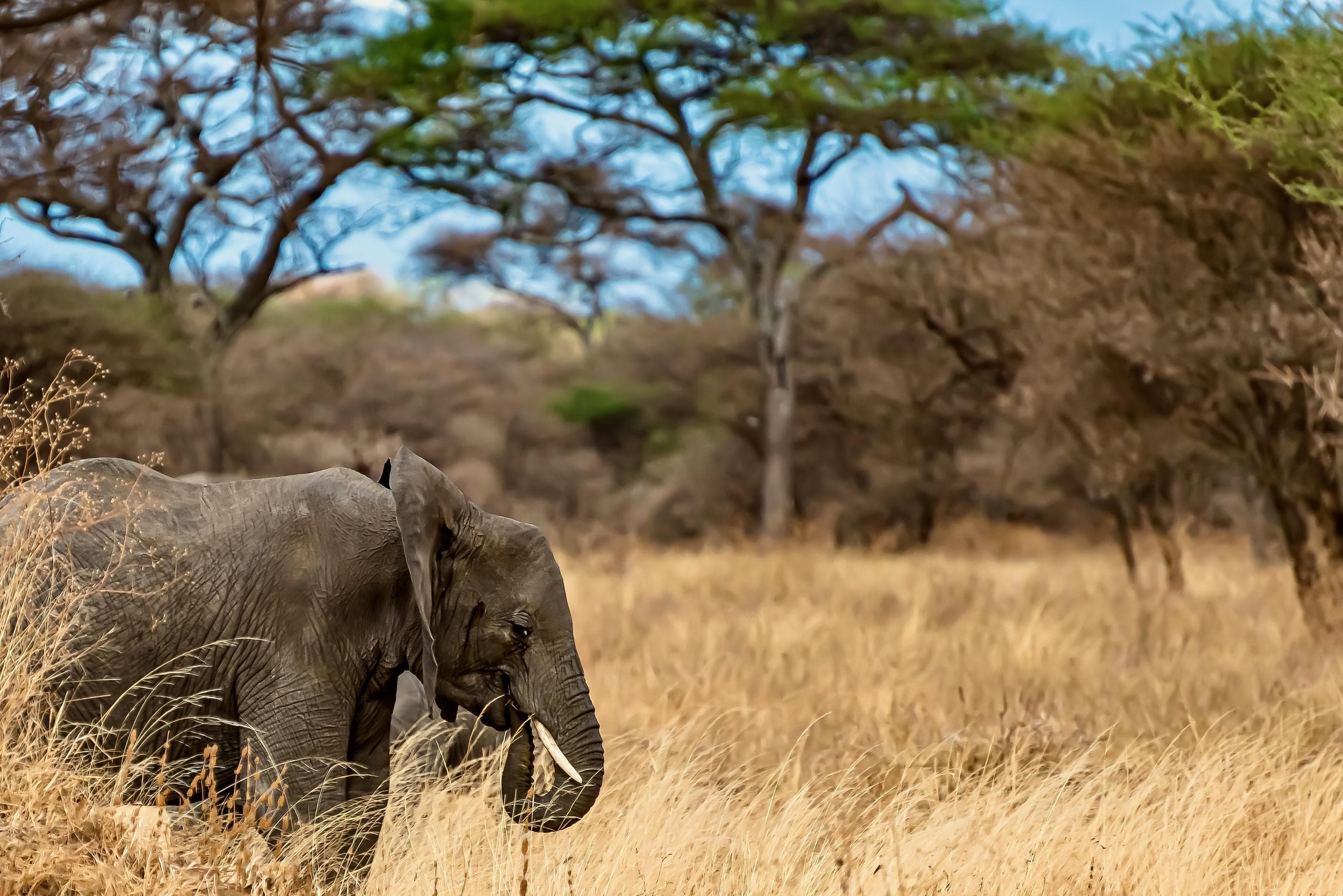 Safaris photo 4