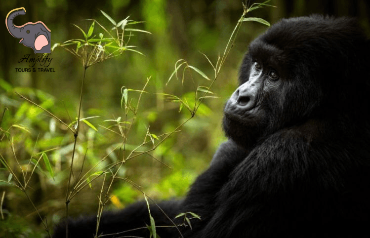Gorilla photo 9