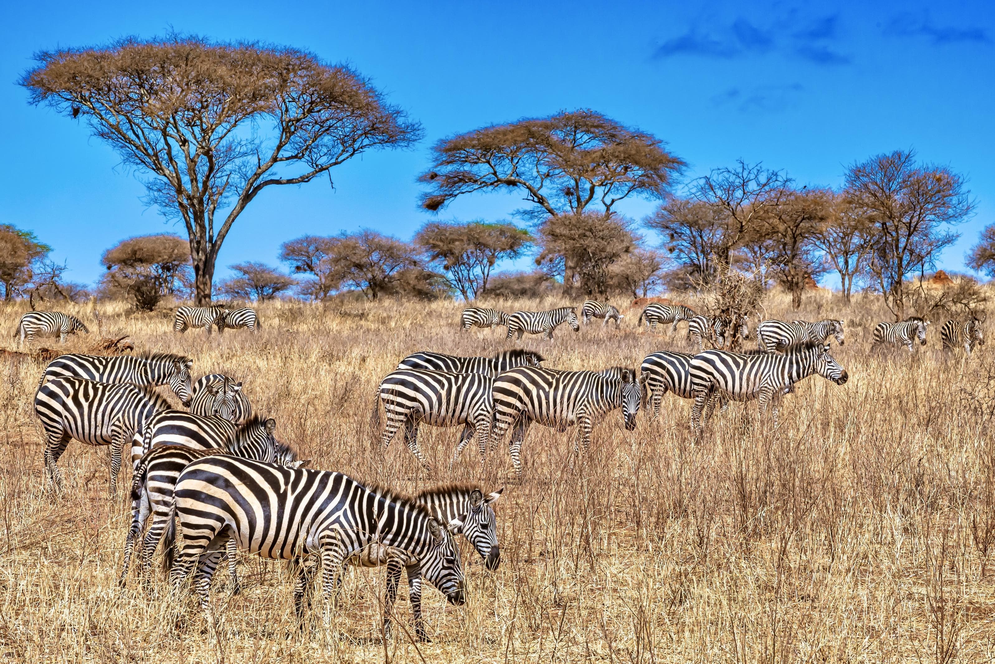 Safaris photo 2